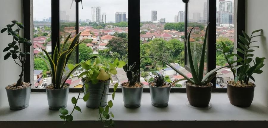 houseplants in malaysia